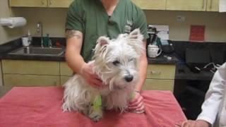 Intradermal Allergy Testing in a Westie