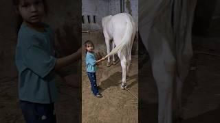 Rupal stud farm  colt for sell mo.9724588670 #rupalstudfarm