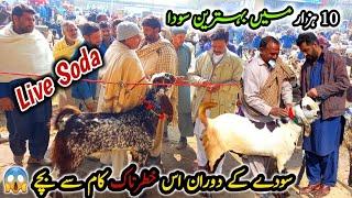 Live Sody Bazi | Bakra Mandi Taxila Update February 2023