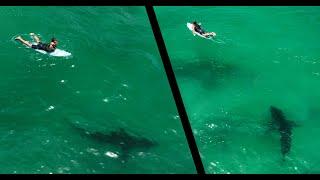 Surfer Reacts to Great White Shark Encounter