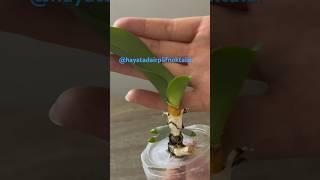 Root a rootless orchid with 1 garlic clove.for the rest of the video~#hayatadairpüfnoktalar ,#plants