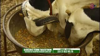 PARCOURS DES CHAMPIONS FERME MACKTOUM 3ÈME PARTIE