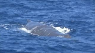 A very close encounter with Moby Dick (HD)