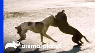 Stray Dog Fight Shocks Villalobos Team Member | Pit Bulls & Parolees