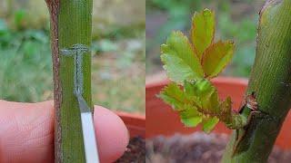 Grafting plants | Grafting Rose by T-Budding - Rose bud grafting