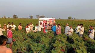 Feild day of Sanket  20/01/2023 -Saivi Seeds pvt ltd  -  Kiran Hybrid seeds , Ballari