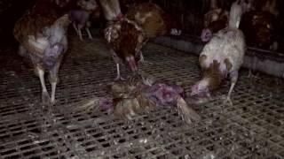 This Is 'Free-Range': PETA Exposes the Grim Reality of Life on a British Egg Farm