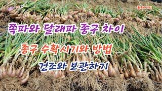 쪽파와 달래파 종구 수확시기와 방법과 건조와 보관하기.Harvesting time and method of chives, drying and storing them