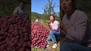 Harvesting Lots of Sweet Apple  Fruit from Farm  #shorts #apple #youtubeshorts