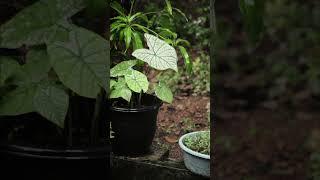 Rain brings the garden to life ️ #rain #plants #gardening