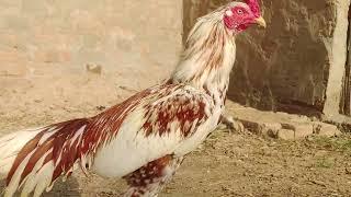 Best Rooster Cock Video | Discover With Noman