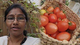 tomatoes harvest #vegetables #harvesting #backyard #usa #seattle #washington