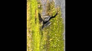 Cormorant/Anhinga