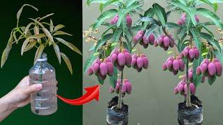 New technique for propagating mangoes without soil still grows well and bears fruit quickly