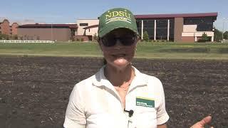 CREC: Greta Gramig - Organic bindweed and Canada thistle control