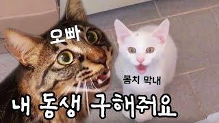 고양이가 동생을 구하는 법 (감동주의, 이런 오빠 저도 좀..ㅠㅠ) ENG