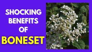 THE ULTIMATE IMMUNITY BOOSTER! 10 Amazing Health Benefits of Boneset