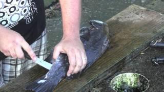 Gourmet Hunters - Fish Filleting.mov