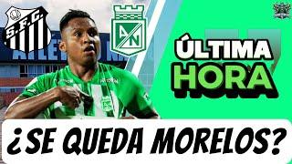 ¡DECISIÓN CLAVE! Alfredo Morelos MÁS CERCA de QUEDARSE en Atlético Nacional 🟢