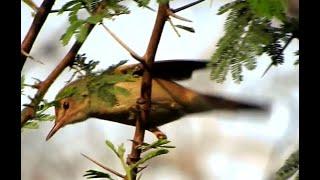 Blyth’s Reed Warbler - 1