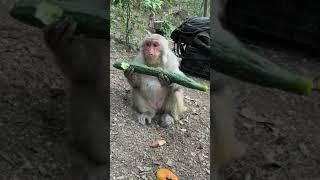 Cute baby monkey, funny monkey, Chinese monkey SY51