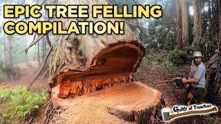 EPIC Tree Felling Compilation! TIIIMBERRR!