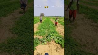 yeh Hai Tara aur Sitara.#farming #shorts