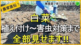 【白菜栽培】失敗しない苗の植え付けのコツと害虫対策【有機農家直伝！無農薬で育てる家庭菜園】　24/9/10