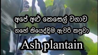 අපේ ගෙවත්තේ  අළු කෙසෙල් ඵලදාව // ගහේ තියෙද්දිම  ඇවරි කැපුවා Ash plantain