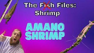 Amano shrimp: EVERYTHING you need to know! Complete care guide.