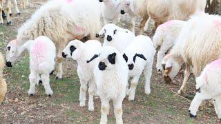 Two young sweet boys, lambs meeting their mothers in the Anatolian pastures, animals