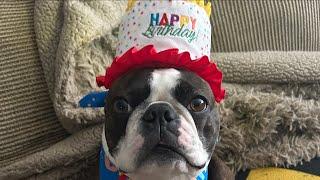 Calvin The Boston Terrierist! is live! BIRTHDAY LIVESTREAM 