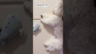 강아지 자는지 확인해봤는데..