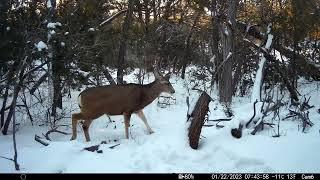 01222023 - Buck Mule Deer