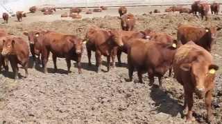 Park Road Farms 850# Red Angus Heifers