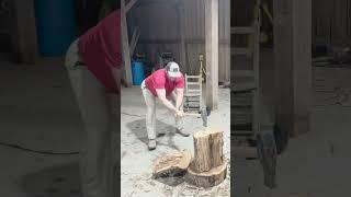 White oak firewood #firewood #whiteoak #splittingwood #satisfying #shorts