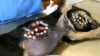 Mangoworms 2024 | Removing mangoworms from poor puppy #001