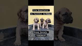 Fila Brasileiro Puppies available  #7550386167  #dog #graspkennels As Faithful As #FilaBrasileiro