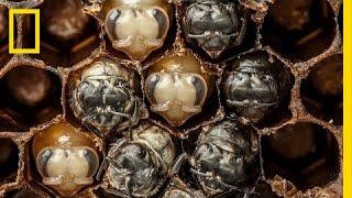 Amazing Time-Lapse: Bees Hatch Before Your Eyes | National Geographic