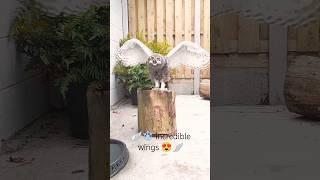 🪽🪽Almost flying time Snowy Owl #shorts #owl #birds #pets #fly #snow #love #cute