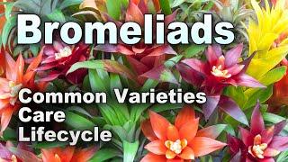 Bromeliads 101: A Beginners Guide to Care and Common Issues