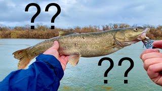 Sacramento River Fishing (Should I Eat This??)