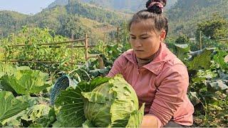 Grow pineapples and harvest cabbage to sell.