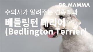 견종백과 베들링턴 테리어편(Bedlington Terrier) 수의사가 알려주는 베들링턴 테리어편 특징(외형), 성격,  주요질병, 관리방법, 주의사항에 대한 모든 것