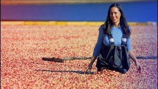 My BIGGEST Regret on My BIGGEST Video: Cranberry Harvest