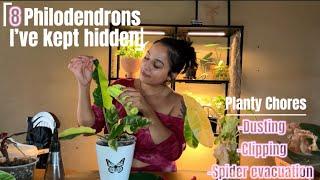 8 philodendrons I’ve never shown you ! + planty chores 🫧