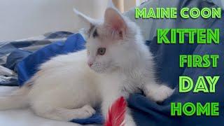 Maine Coon Kitten Introduction - First Day