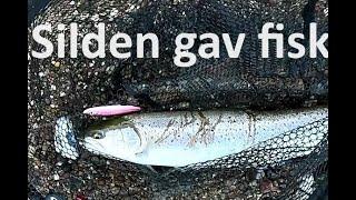 Silden gav Blankfisk