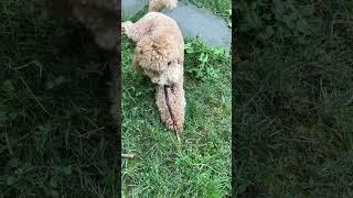 #funnydogs #puppy #doglover #cute #dog #poodle #poodlelife #poodleoftheday #switzerland 