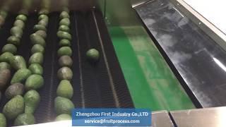 Avocado processing line, avocado grading machine, avocado waxing line( First Industry)